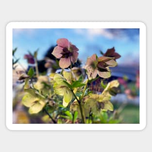 Hellebores Sticker